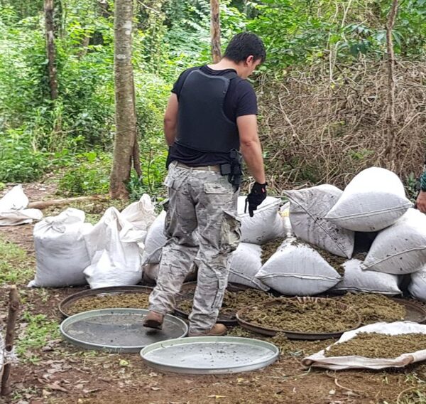 Pérdidas de US$ 15 millones al narcotráfico en operativo de la SENAD | OnLivePy