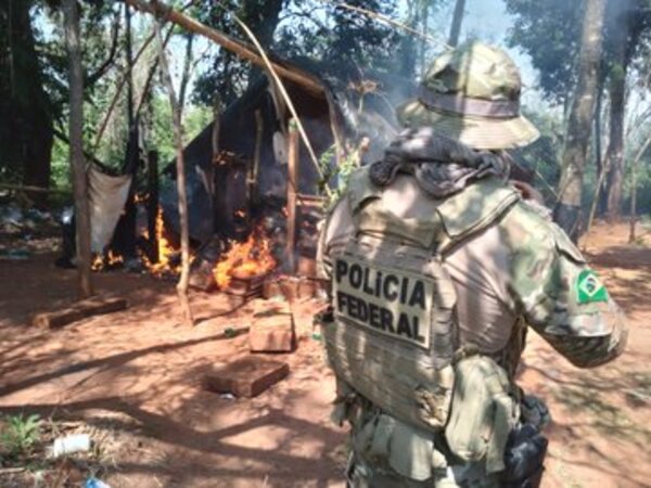 Anulan 511 toneladas de marihuana en 6 días en Amambay