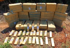 Nueva Alianza anuló 511 toneladas de marihuana en 6 días de incursiones en Amambay