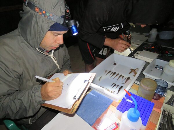 Investigadores registran nuevas especies de anfibios y peces para el Paraguay - .::Agencia IP::.