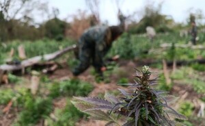 En 6 días eliminan 511 toneladas de marihuana, en Amambay