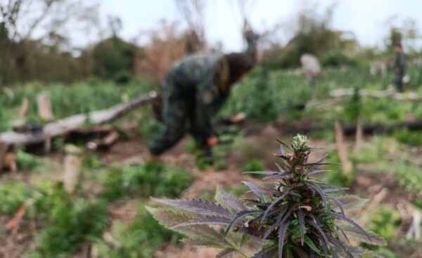 En 6 días eliminan 511 toneladas de marihuana, en Amambay