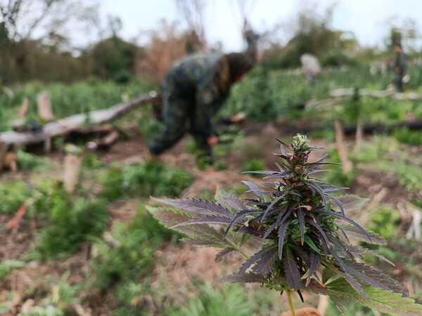 Diario HOY | Anulan 511 toneladas de marihuana en Amambay