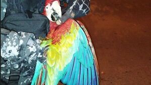 Linces salvaron a guacamayo herido