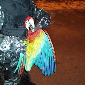 Linces rescatan a un guacamayo herido  - Nacionales - ABC Color
