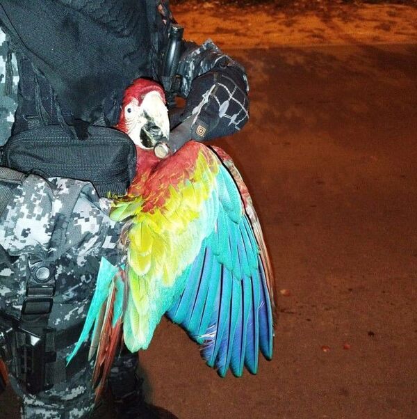 Linces rescatan a un guacamayo herido - Nacionales - ABC Color