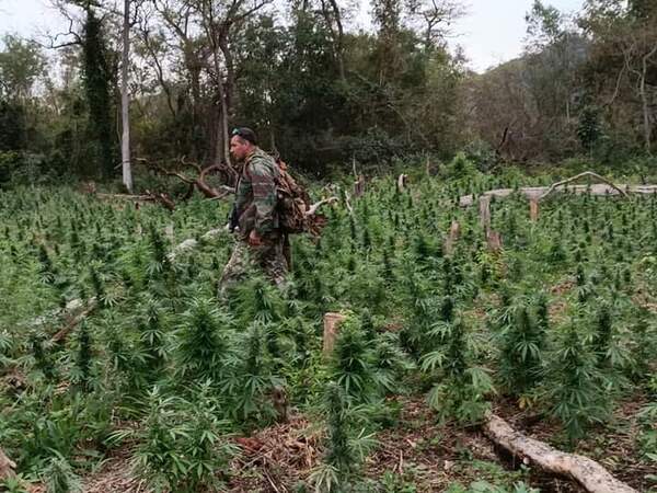 En seis días, el operativo Nueva Alianza XXXIV ya anuló más de 500 toneladas de marihuana - Radio Imperio