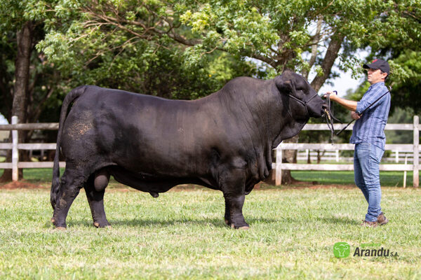 Hoy lunes, Ganadera Arandu vende una selección de Brangus, Braford y Brahman
