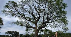 La Nación / Colosos de la Tierra: una causa ambiental que despierta sentimientos
