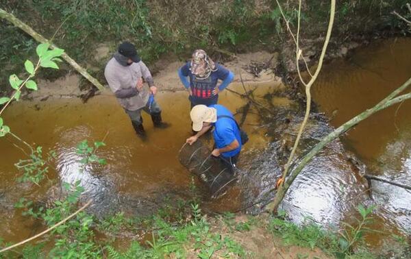 Registran nuevas especies de peces en Paraguay – Prensa 5