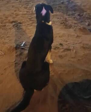 Crónica / Hasta los perros le siguen a Santi Peña con la esperanza que “Vamos a estar mejor”