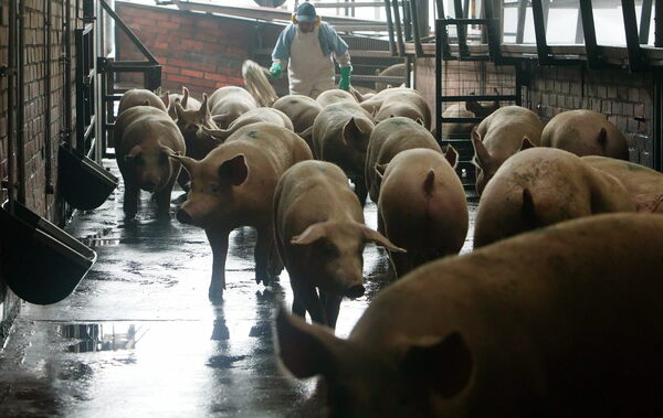 México destaca su posición como productor de carne de cerdo en América Latina - MarketData