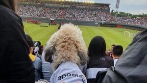 Caniche vio ganar a Olimpia en el estadio y su imagen se hace viral