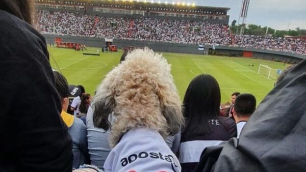 Caniche vio ganar a Olimpia en el estadio y su imagen se hace viral