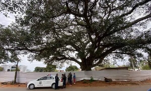 Itauguá: denuncian poda de árbol Guapo’y de 400 años de antigüedad - Nacionales - ABC Color