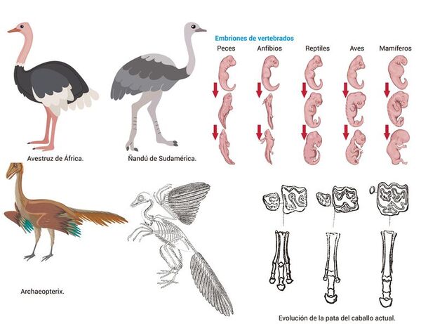 Pruebas de la evolución biológica (1) - Escolar - ABC Color