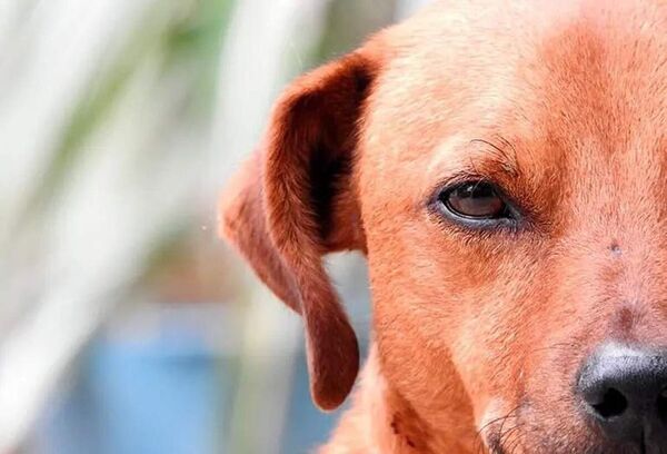 ¿Son celosos los perros? - Mascotas - ABC Color