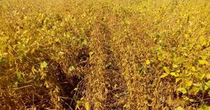 Recomiendan esperar las lluvias para lanzar la siembra de soja | 1000 Noticias