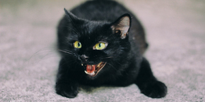 Diario HOY | El gato como representación del mal: la idea medieval de pastor se convertirá en lío judicial
