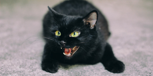 Diario HOY | El gato como representación del mal: la idea medieval de pastor se convertirá en lío judicial