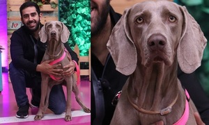 Puntos a tener en cuenta a la hora de cruzar a su perro | Telefuturo