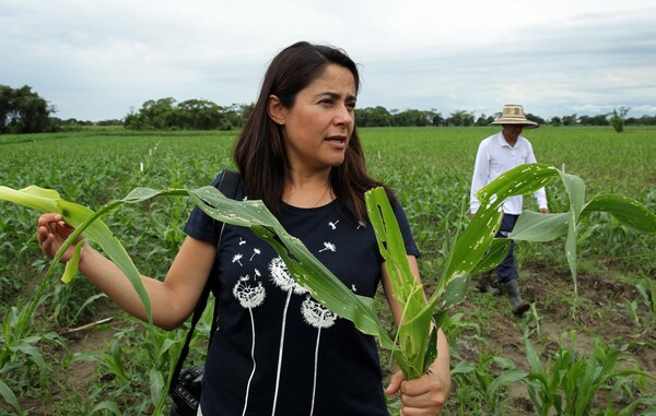 Agricultores rechazan un proyecto que busca prohibir transgénicos en Colombia - MarketData