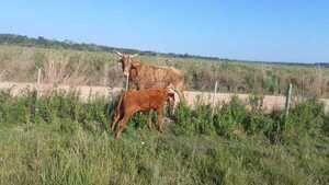 VACA HUYÓ DE SUP. ABIGEOS Y VOLVIÓ CON SU DUEÑO