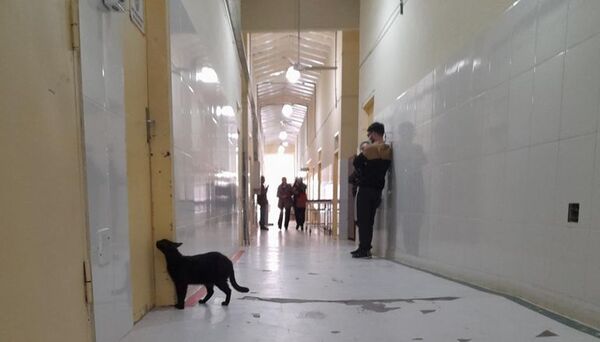 Dos gatos viven como mascotas en el Hospital de Pilar - Mascotas - ABC Color
