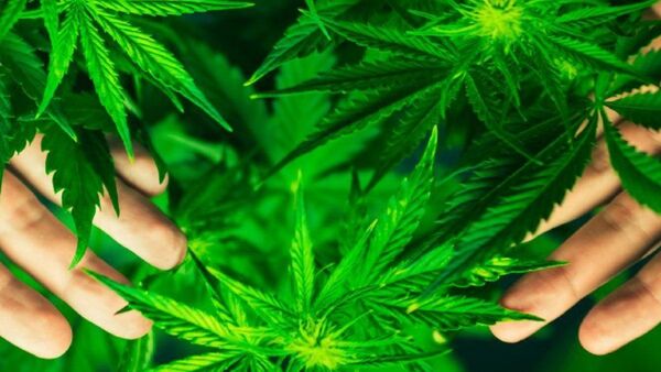Panamá apunta al negocio del cannabis medicinal