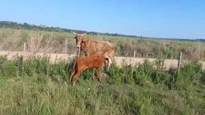 Crónica / Una vaca huyó de sus supuestos abigeos y retornó con su dueño