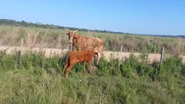 Crónica / Una vaca huyó de sus supuestos abigeos y retornó con su dueño