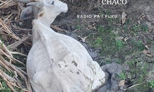 Diputados declaran en emergencia por sequía en el Chaco