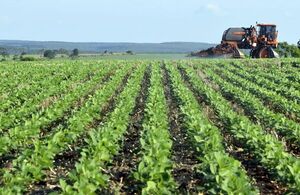 Proteger a la soja contra las enfermedades tempraneras - Economía - ABC Color