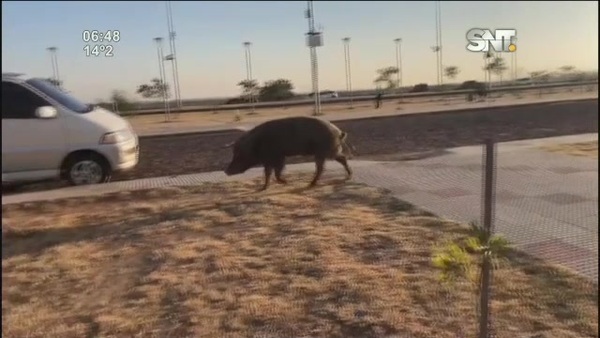 Chanchito suelto en la costanera y no para hacer ejercicio - SNT