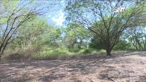 Parque Guasú Metropolitano: El peligro de los incendios forestales - SNT