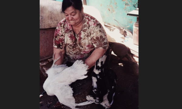 Abuela regaló tres patos a su nieto pelotero para celebrar la victoria de su club