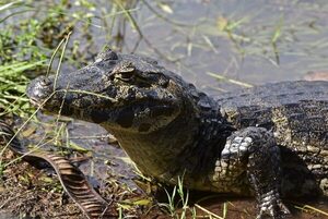 Florida: caimán mordió a una mujer de 77 años - Unicanal