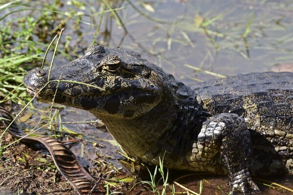 Florida: caimán mordió a una mujer de 77 años - Unicanal