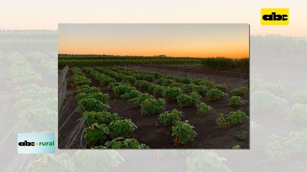 Crean soja que podría rendir 33 % más de granos - ABC Rural - ABC Color