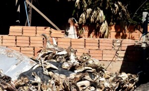 Pdte Franco: Dueña de matadería imputada por violar leyes ambientales