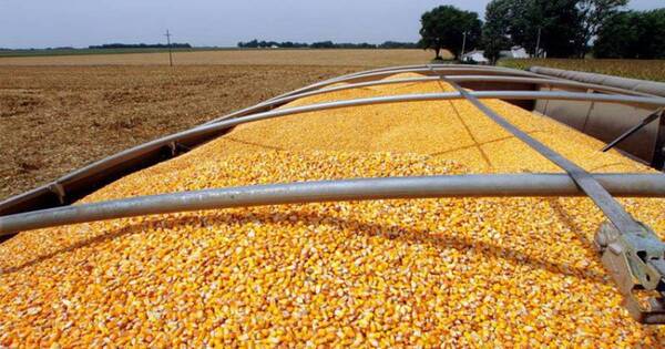 La Nación / La FAO prevé que la producción mundial de cereales caerá un 1,4% respecto al 2021