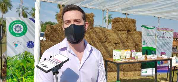 Pioneros en desarrollo de cannabis no psicoactivo | 1000 Noticias
