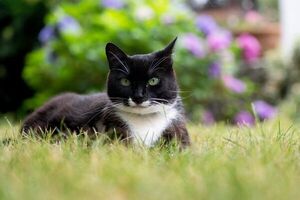 Aceitunas: ¿Por qué les gusta a los gatos? - Mascotas - ABC Color