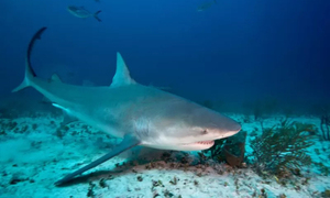 Muere en las Bahamas la pasajera de un crucero que fue atacada por un tiburón - OviedoPress