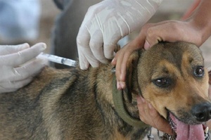 Diario HOY | Anuncian vacunación antirrábica gratuita para perros y gatos en Asunción