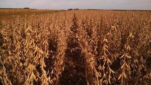 Probabilidad de tercer año consecutivo del fenómeno La Niña sería del 25% - La Clave