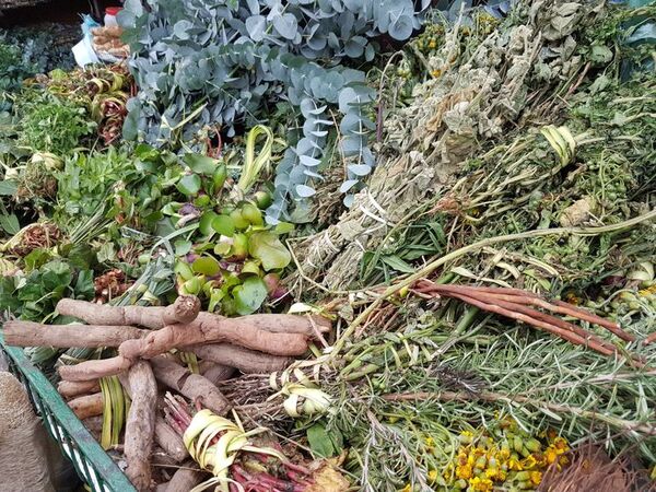 Plantas medicinales en las raíces del paraguayo - Nacionales - ABC Color