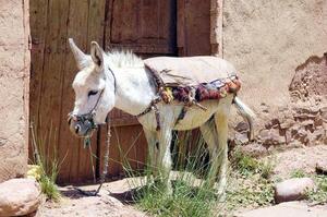 Diario HOY | El burro se domesticó hace más de 7.000 años en África