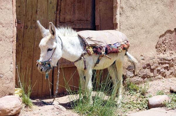 Diario HOY | El burro se domesticó hace más de 7.000 años en África