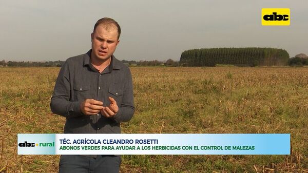 Abonos verdes para ayudar a los herbicidas en el control de malezas - ABC Rural - ABC Color